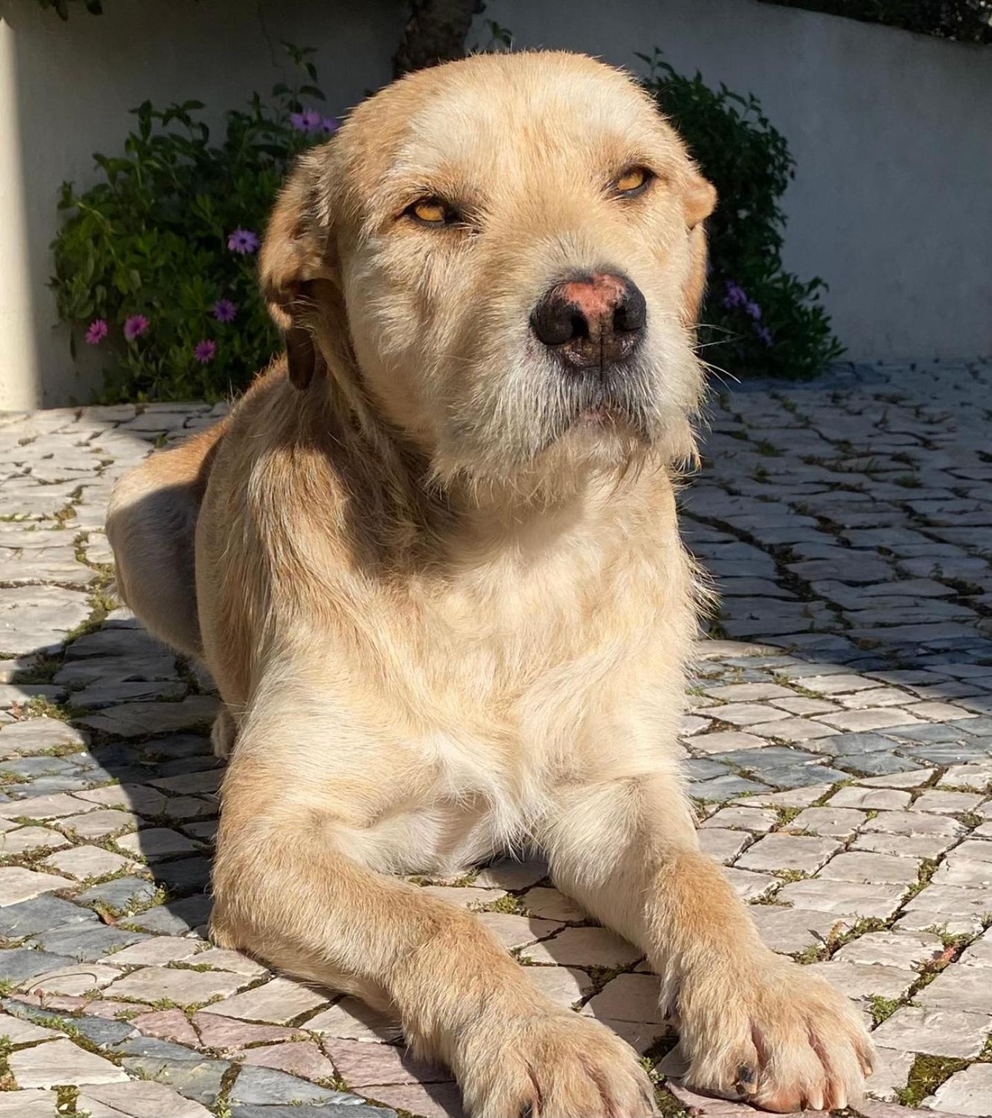 Felicidade Loulé Buitenkant foto